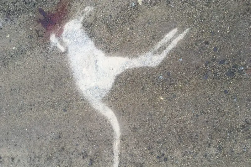 TAKE CARE: Carolena Helderman said this stencil of a kangaroo that she took is a striking reminder to take care for animals who get hit by cars in the region.