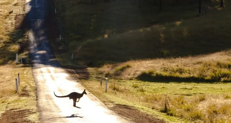 State reignites Kangaroo Harvesting Program following Ryan push