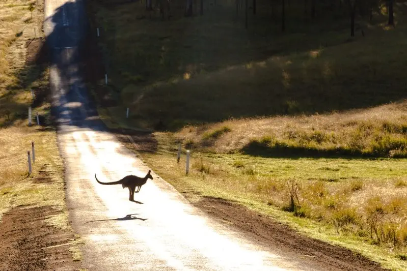 ROAD ROOS: Reports around the North East point to swelling kangaroo numbers during the cease of the harvest.