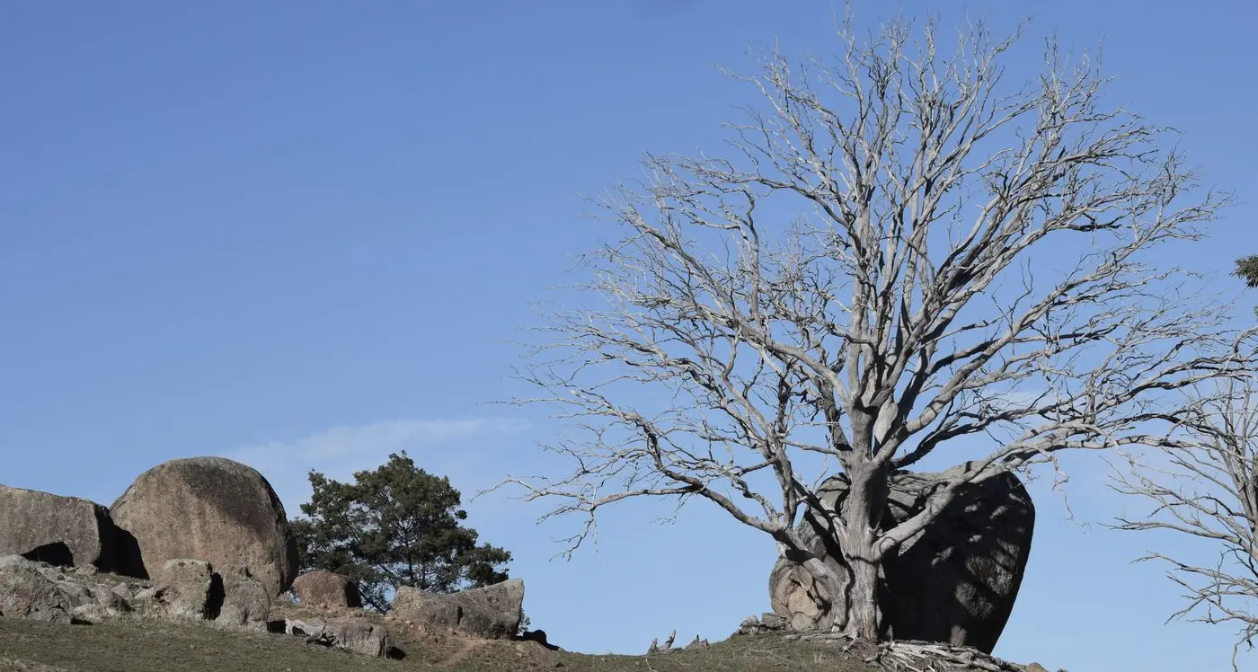 Commonwealth support in drought