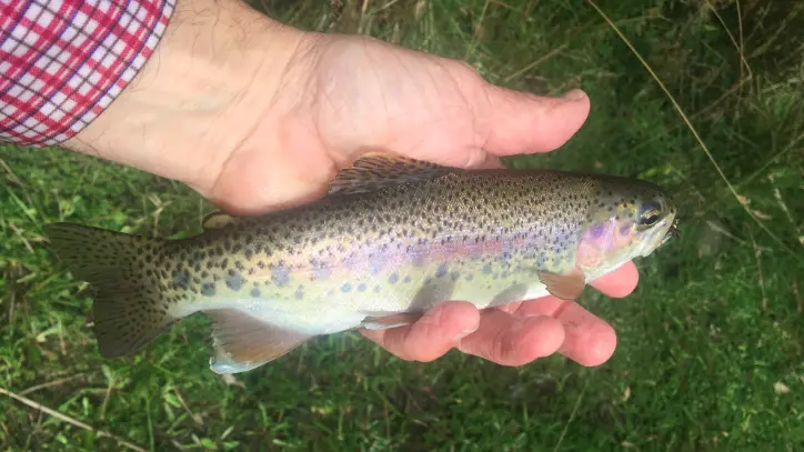 Lakes brimming with trout for holidays