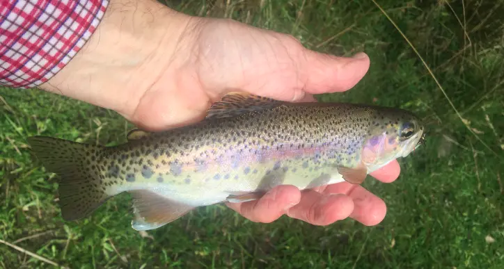 Lakes brimming with trout for holidays
