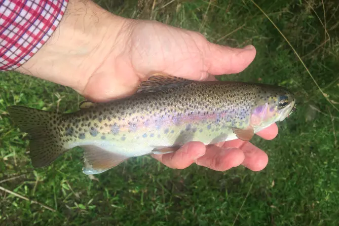Lakes brimming with trout for holidays