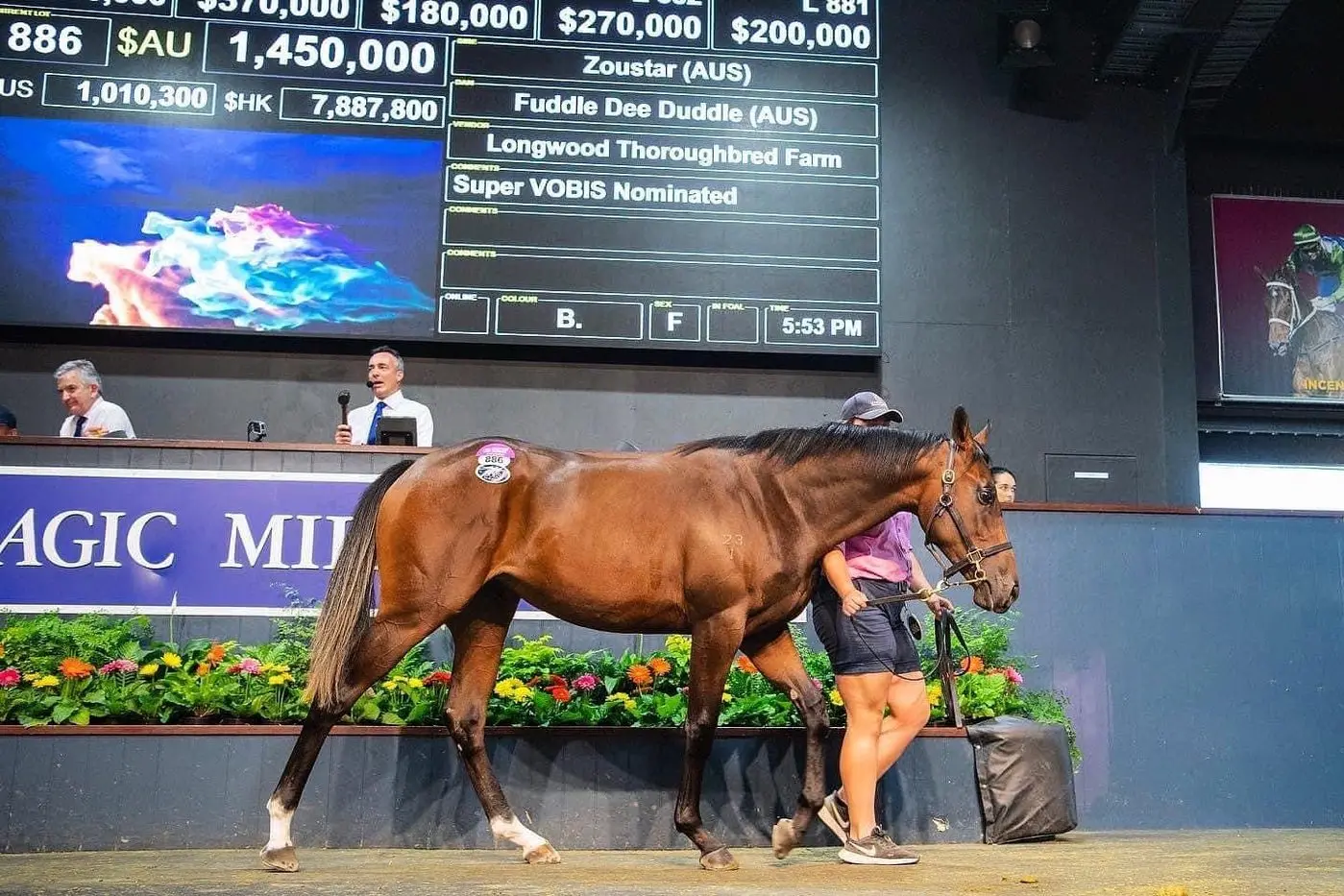 STAR OF THE SHOW: Lot 886 Zoustar x Fuddle Dee Duddle was Longwood Thoroughbred Farms most successful lot and sold for one of the highest prices of the entire sale. PHOTOS: Magic Millions  Id:36070
