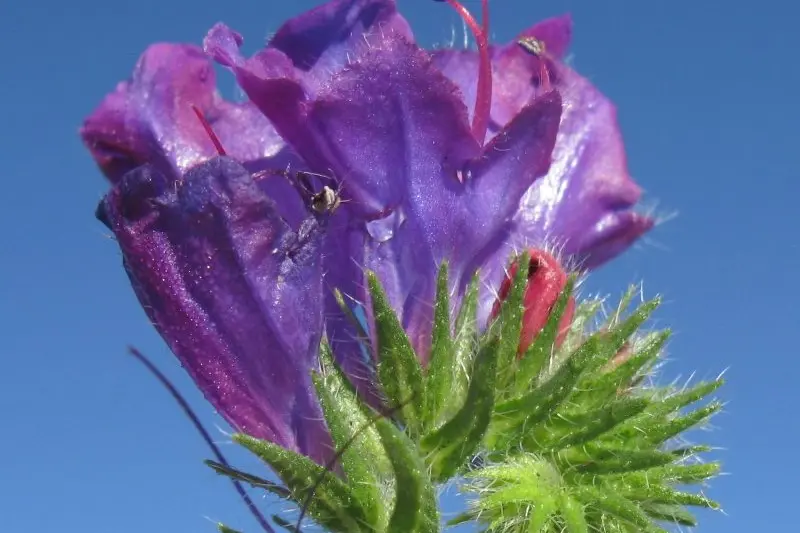  Echium plantagineum otherwise known as the weed Paterson\\'s Curse has made itself widely visible throughout the Strathbogies. PHOTO: Harry Rose