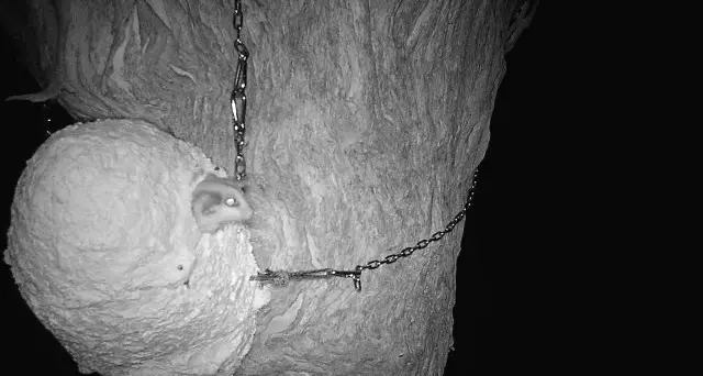 Creatures shelter in 3D-printed tree hollows at Seymour-Avenel Road