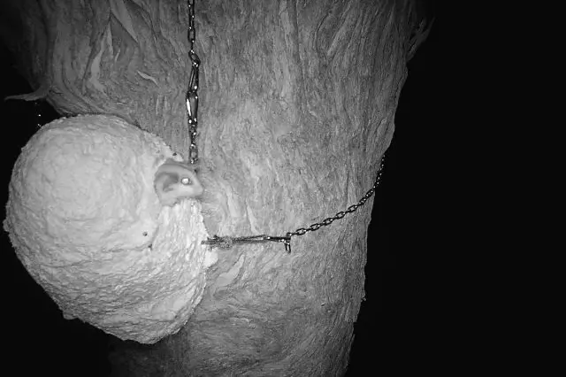 GIMME SHELTER: A possum takes shelter in a 3D-printed tree hollow at Inland Rail\\'s Seymour-Avenel Road contruction site.