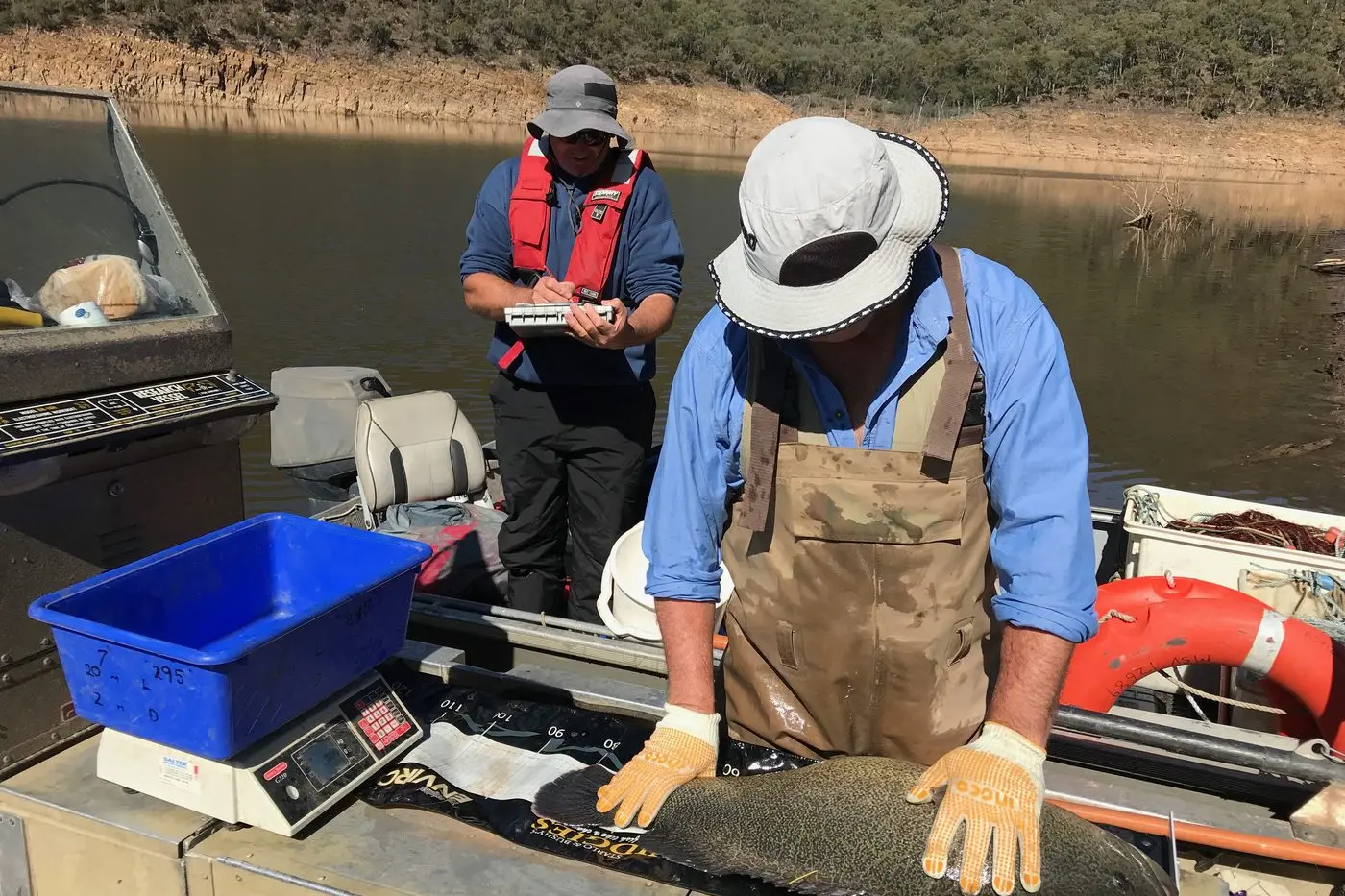UNLOCKING THE SECRET LIFE OF COD: Nineteen Murray cod were tracked over the course of two years in a study that has shed new light on their behaviour.