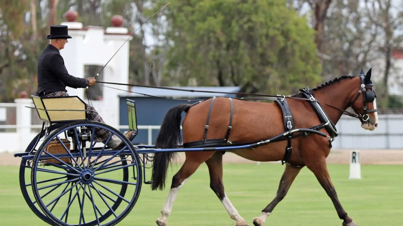 Caravan Park fully booked for carriage nationals