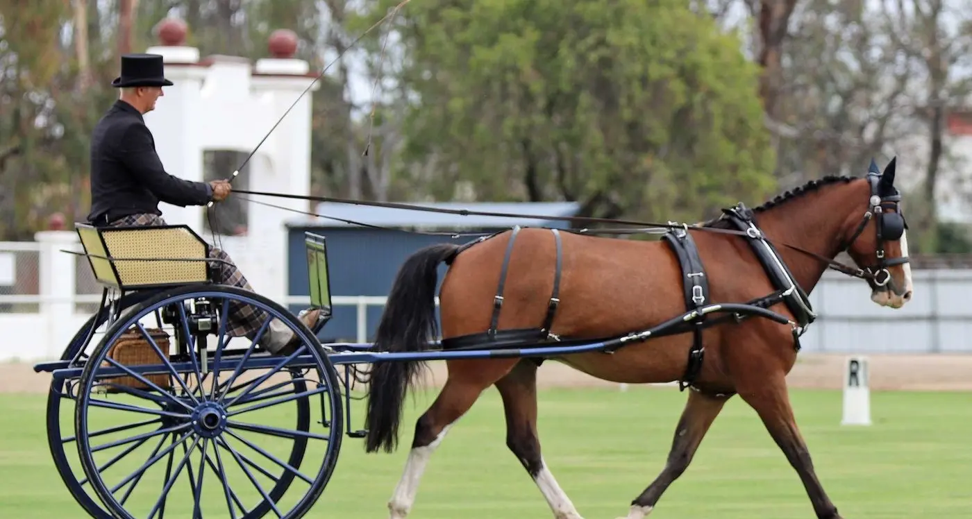 Caravan Park fully booked for carriage nationals