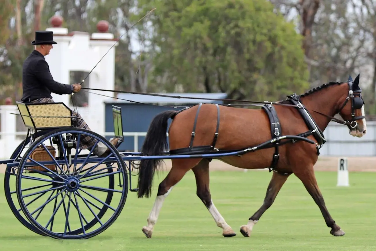 THE DRIVE TO WIN: The National CDE Championships are coming to Longwood on the Easter long weekend. PHOTO: Di Boardman