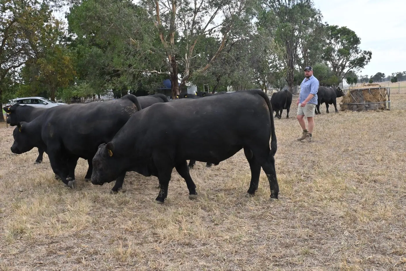 BRENTON\\'S BELLASPUR BOYS FROM BALMATTUM: Brenton Sessions on his family-run stud farm at Balmattum during Beef Week, pictured with young bulls which will be offered at his stud\\u2019s annual bull sale on Thursday, 20 March. PHOTO: Geoff Adams\\n