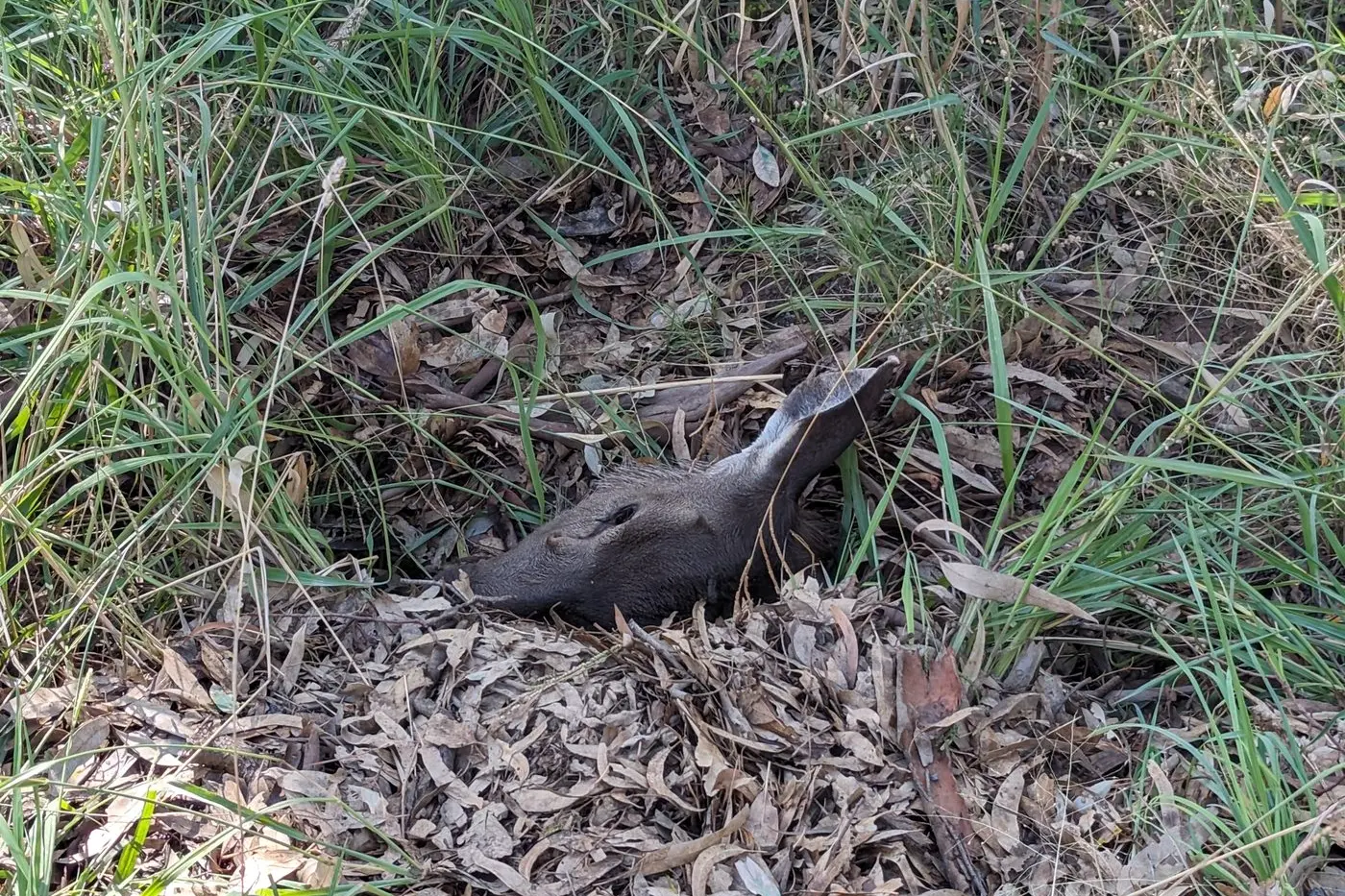 NOT ON: Decapitated deer heads left on Longwood-Mansfield Road are believed to be linked to an illegal deer hunting trend in North East Victoria. PHOTO: Darren Chaitman