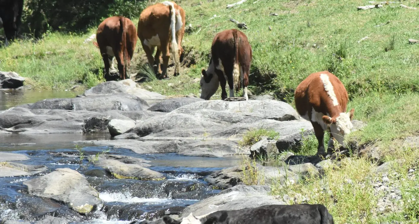 Red meat exports set record