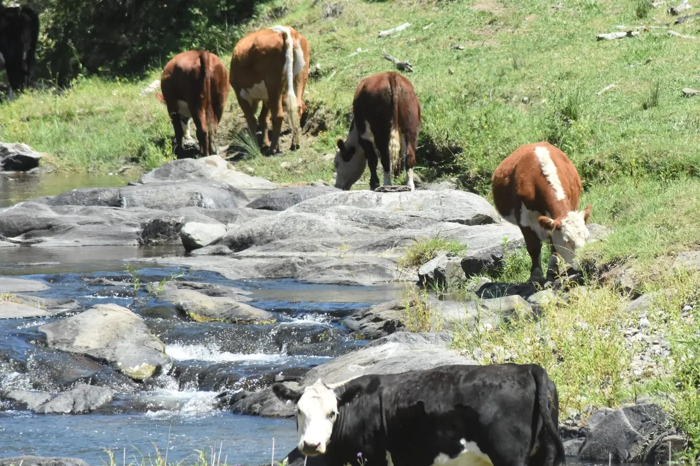 REPUTABLE SOURCE: Australia\\u2019s strong reputation as a reliable supplier of high-quality red meat has seen overseas demand rise.