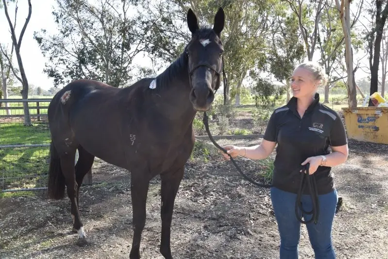 DOING WELL: Hybrid Theory is doing well after being involved in an accident near the Lindsay Park training facility this past week. He is here with veterinary nurse Sam Godsmark. PHOTO: Philippe Perez