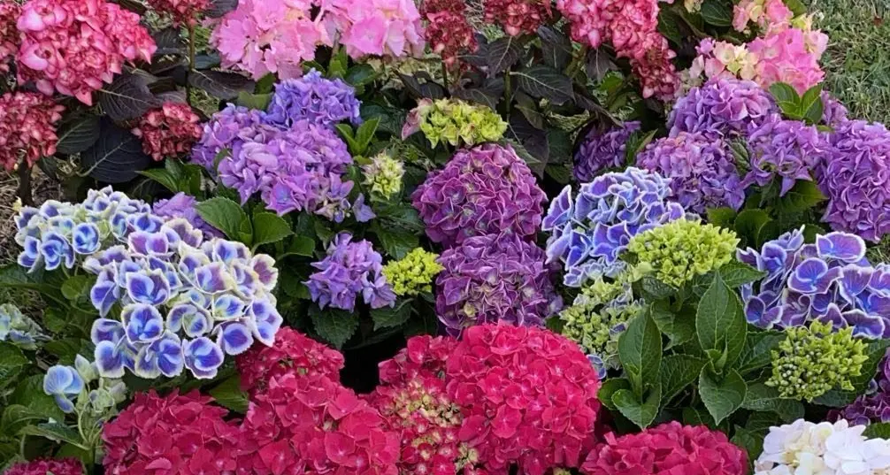 The who's who of Euroa Farmers Market