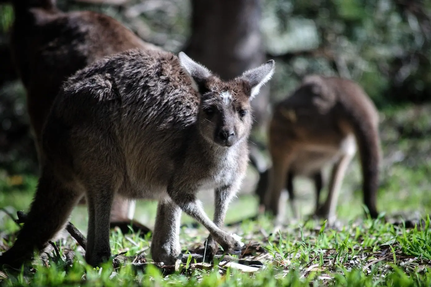NOT ENOUGH JUMP: Victorians will be able to hunt up to 95,680 kangaroos this year under changes to the Kangaroo Harvesting Program, however Euroa MP Steph Ryan says the quota for the north east is not enough and driven by politics.
