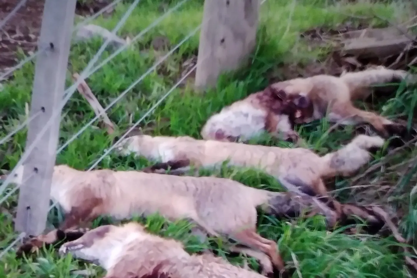DEAD FOXES DUMPED: Foxes are being dumped en-masse at Al and Nerida Brown\\'s property in Harston, near Tatura. The problem has been ongoing for a decade, escalating in recent years.
