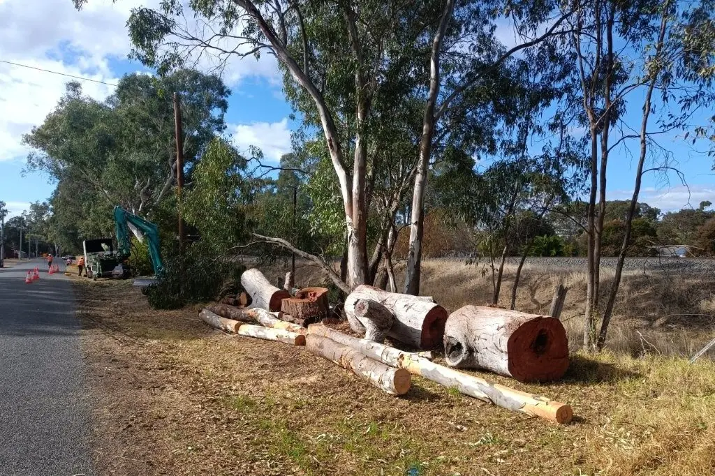 MORE DOWN: Gum tree logs from trees felled on Frost Street.