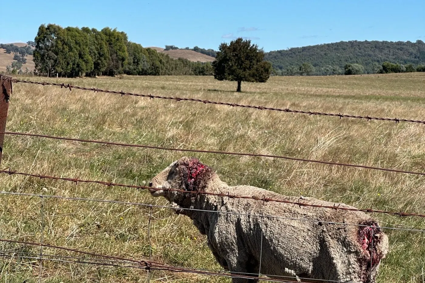 PROTECTING LIVESTOCK: Farmers across the shire are breathing a sigh of relief with the wild dog unprotection order extended until 2028.