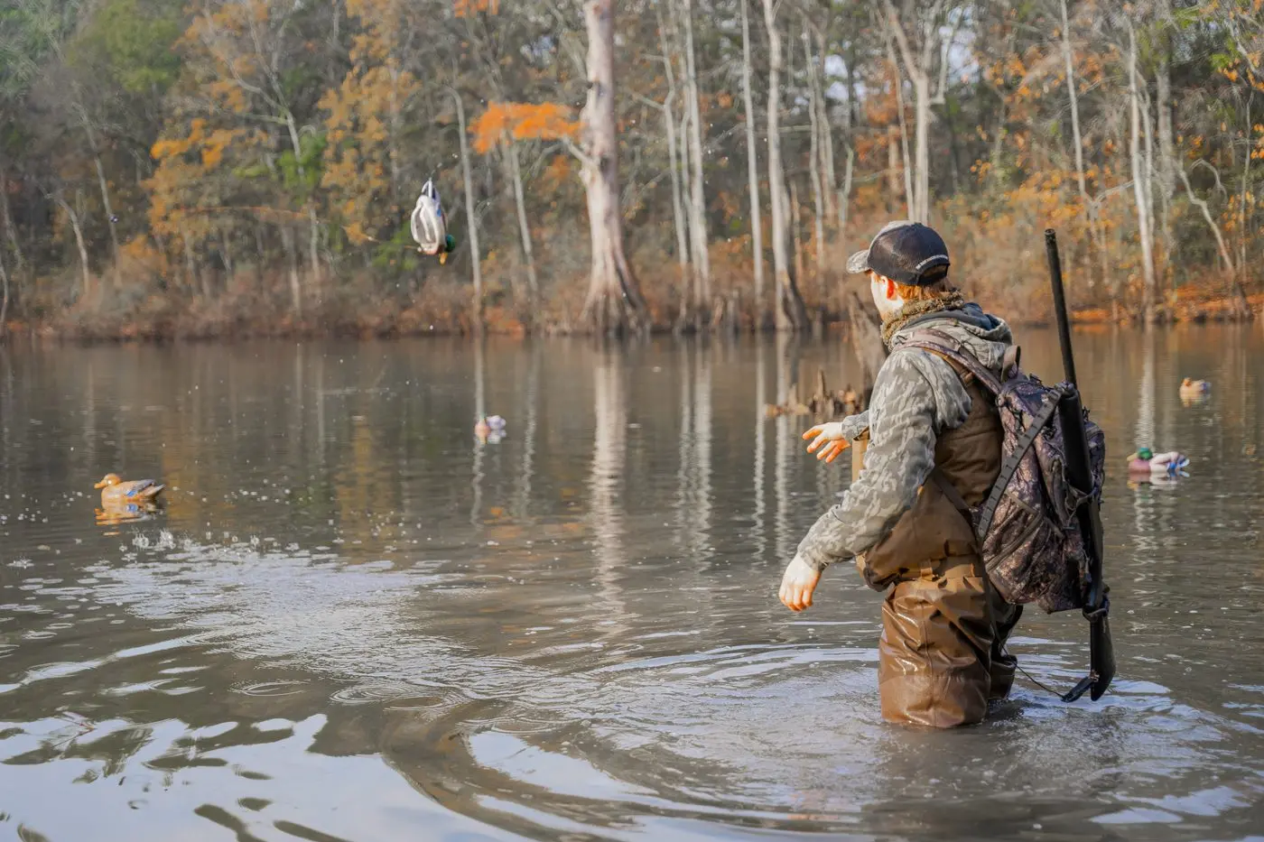 CAUTION: Duck hunters are being cautioned regarding catch numbers.