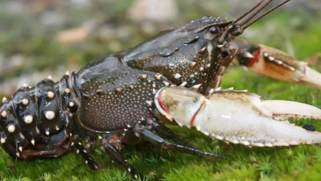 Going cray-cray for cray