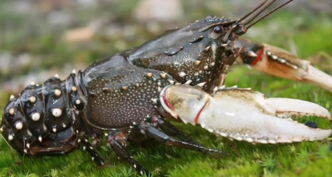 Going cray-cray for cray