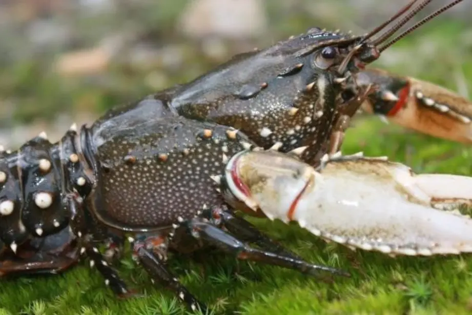 SEASON OPEN: Even the simplest methods can be used to catch freshwater crays. PHOTO: Nick Whiterod