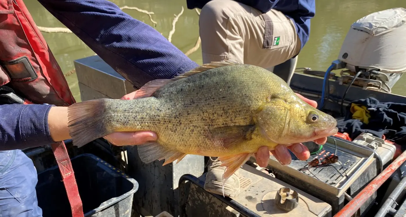 Winter water boost for Goulburn River plants, wildlife