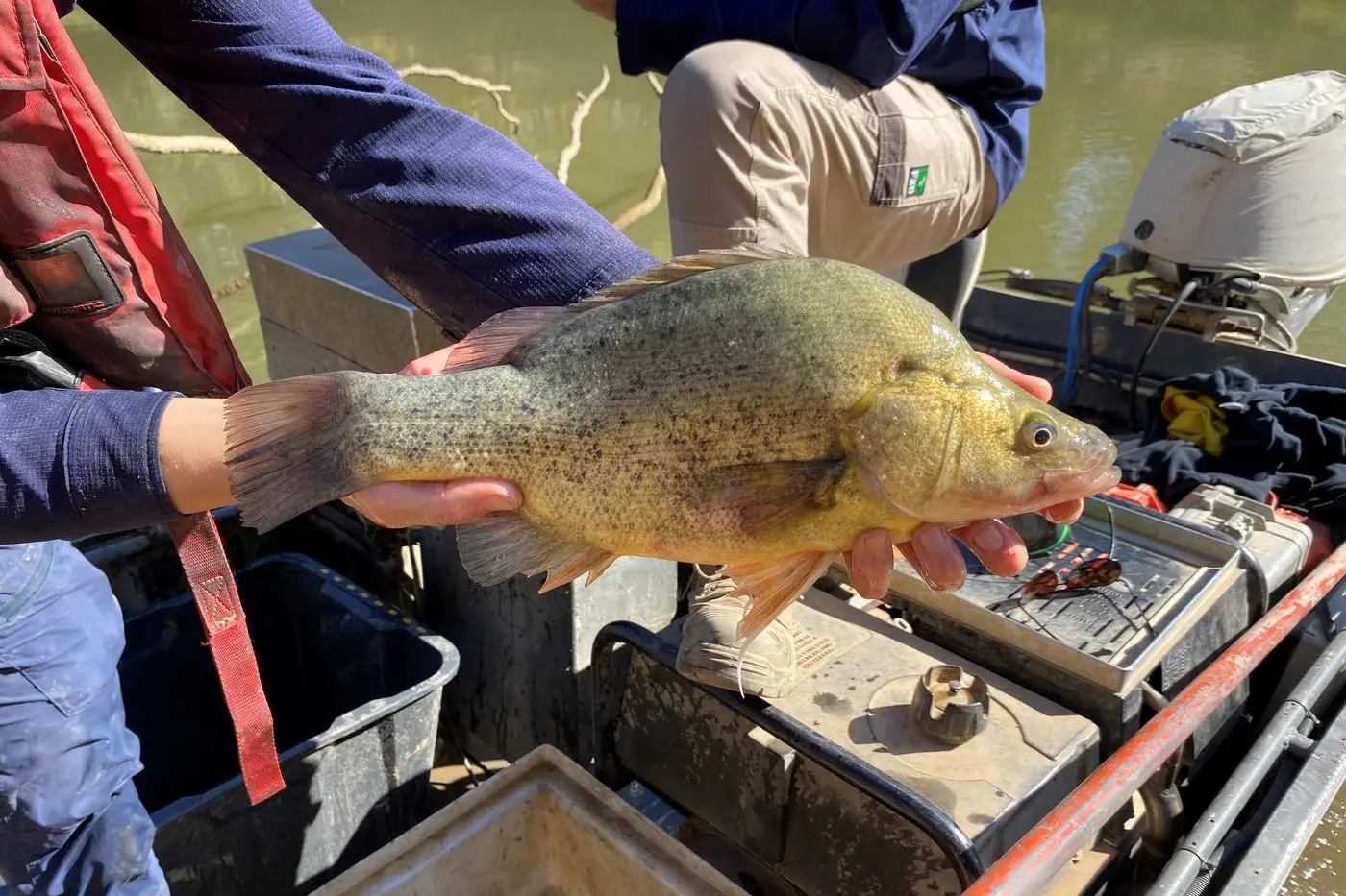 ECOSYSTEM: The winter fresh will help provide food and habitat for native fish including Golden Perch.\\n