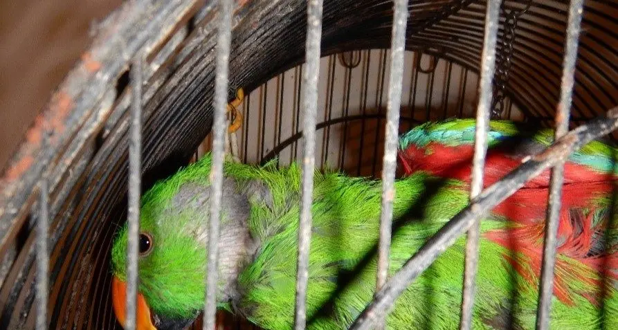 Strathbogie Shire woman guilty of animal cruelty