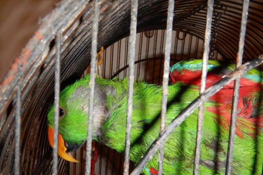 SQUALID CONDITIONS: Parrots were found confined in squalid conditions; their cages had a heavy build-up of faeces and little to no water. PHOTOS: RSPCA Victoria