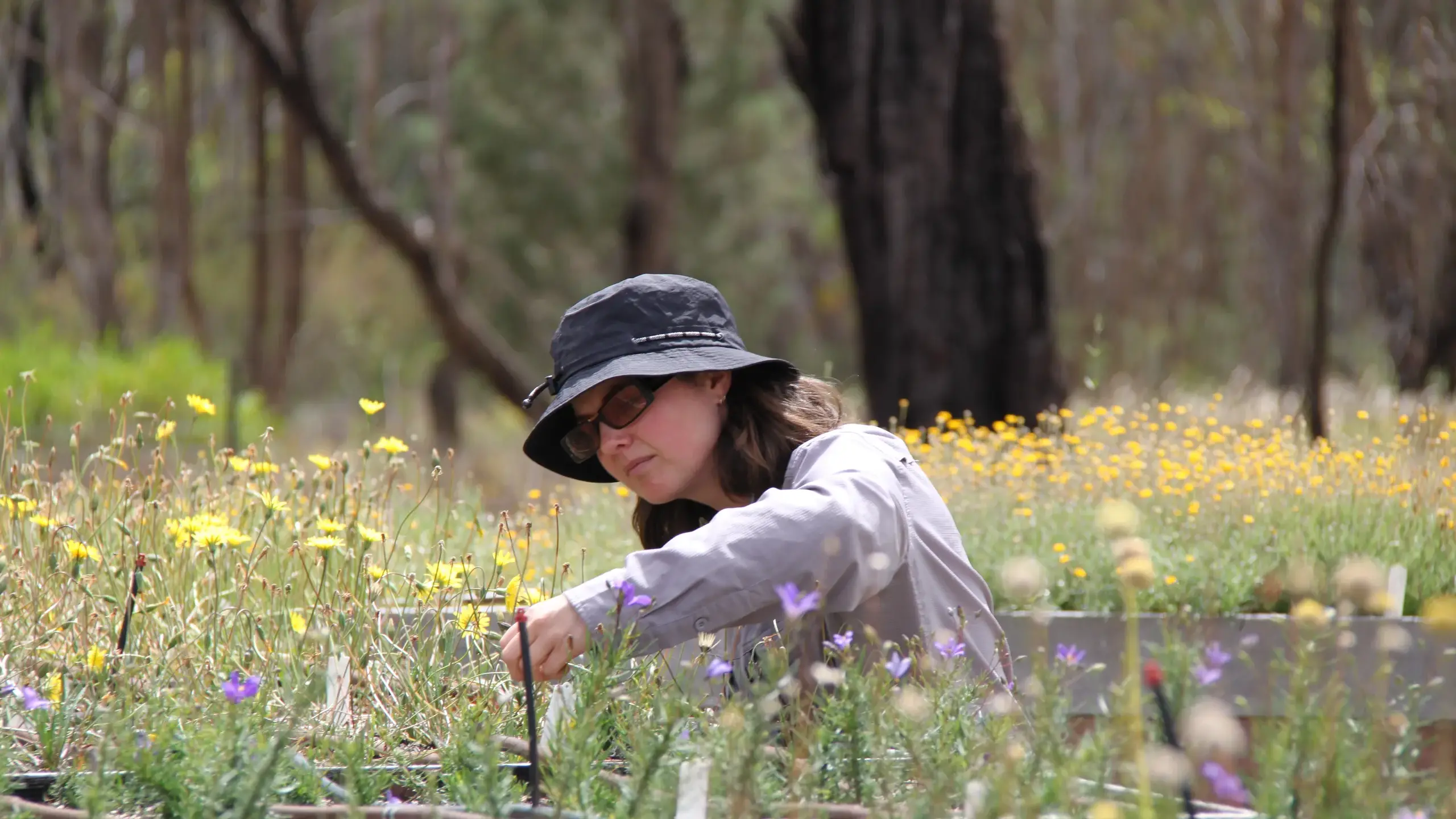 Arb secures $900K for vital seed collection