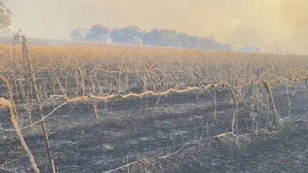 Vineyards and homes lost but cellar door reopens in aftermath of fires