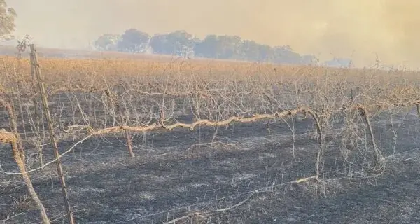 Vineyards and homes lost but cellar door reopens in aftermath of fires