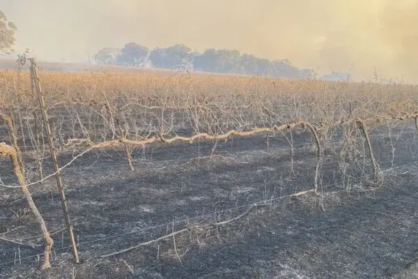 <p>BURNING VINES: The vineyard at Fowles winery remains smoldering </p>\\n