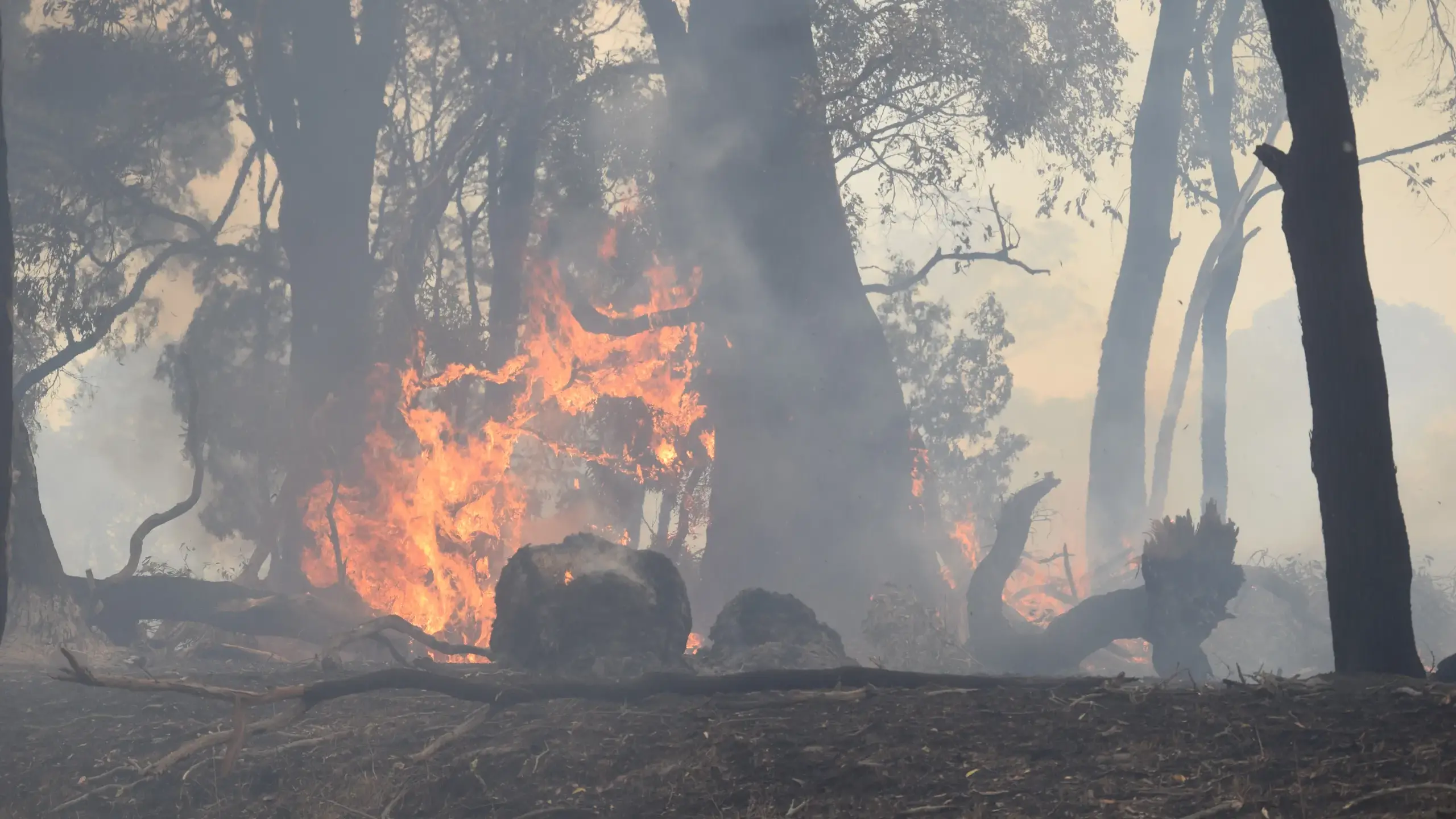 Upper House inquiry into Victorian fires welcomed
