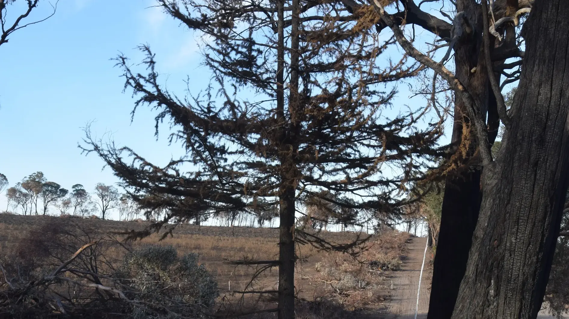 Coordinated recovery support from government