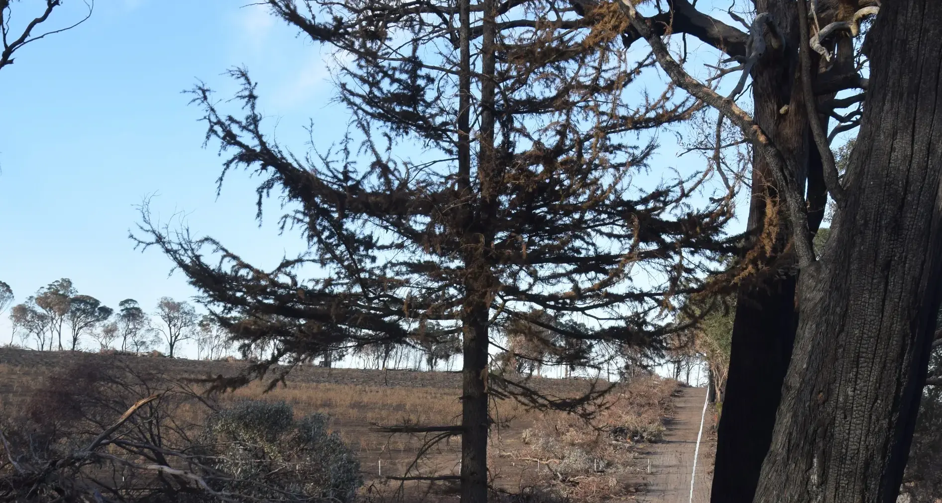 Coordinated recovery support from government