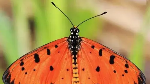 Red flags for invasive butterfly