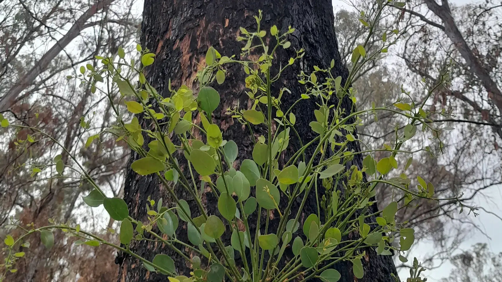 Helping the response of nature