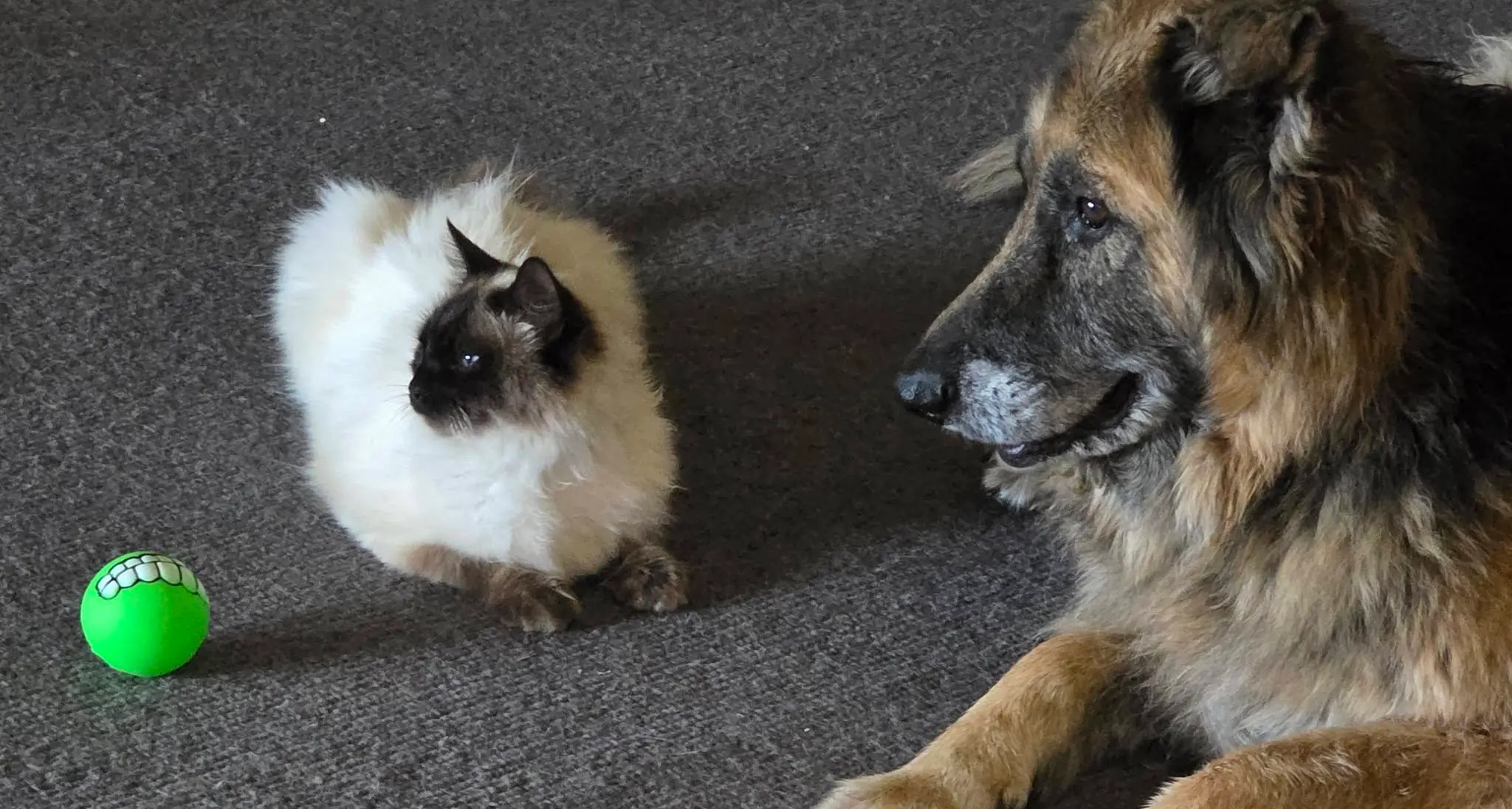 Hope for cat delivered after nine weeks