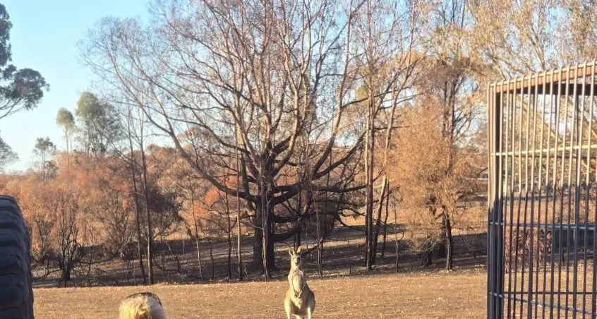 Wildlife care and rehab making a difference among devastation