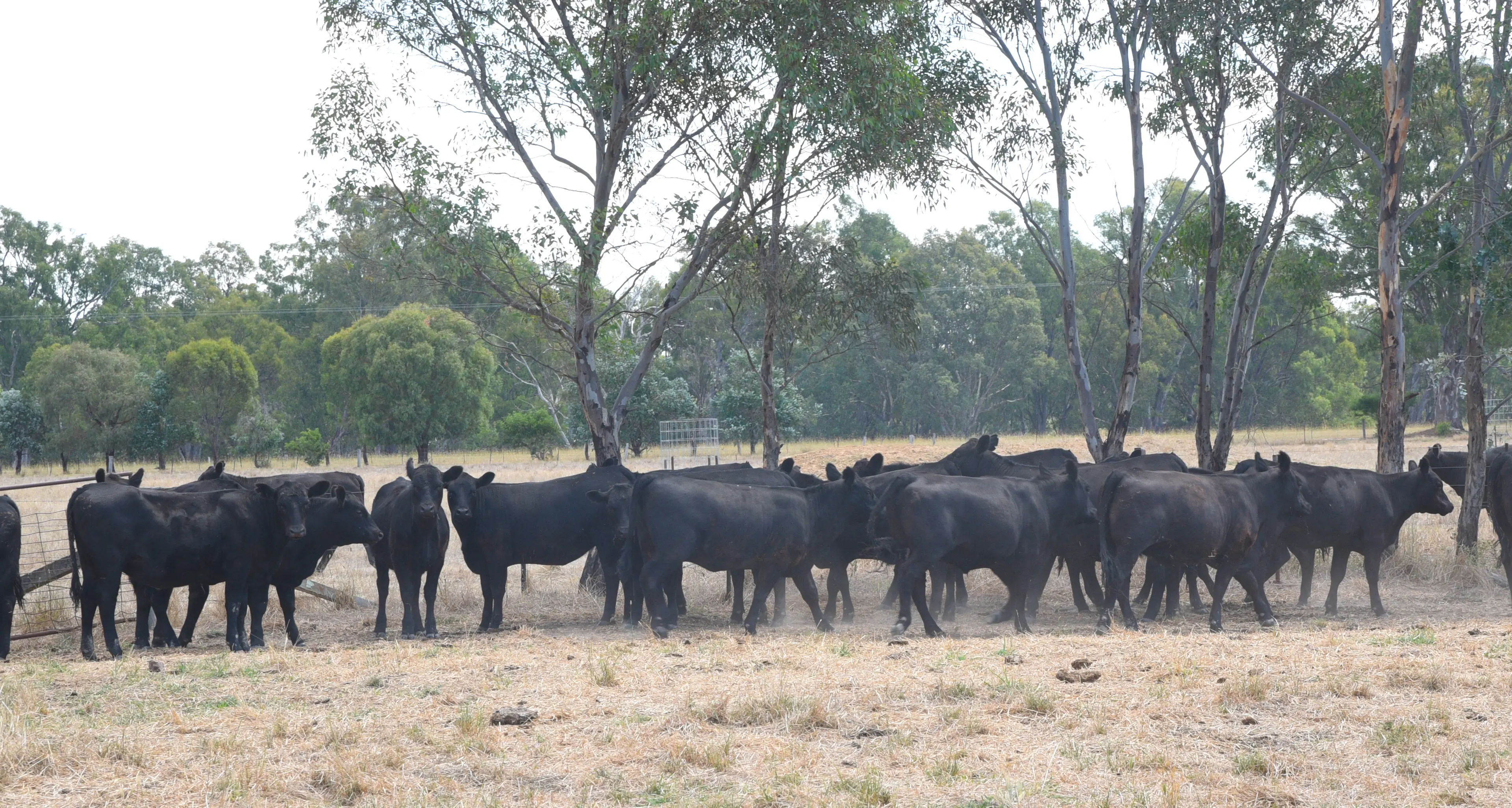Significant livestock loss in Wangaratta prompts warning from authority
