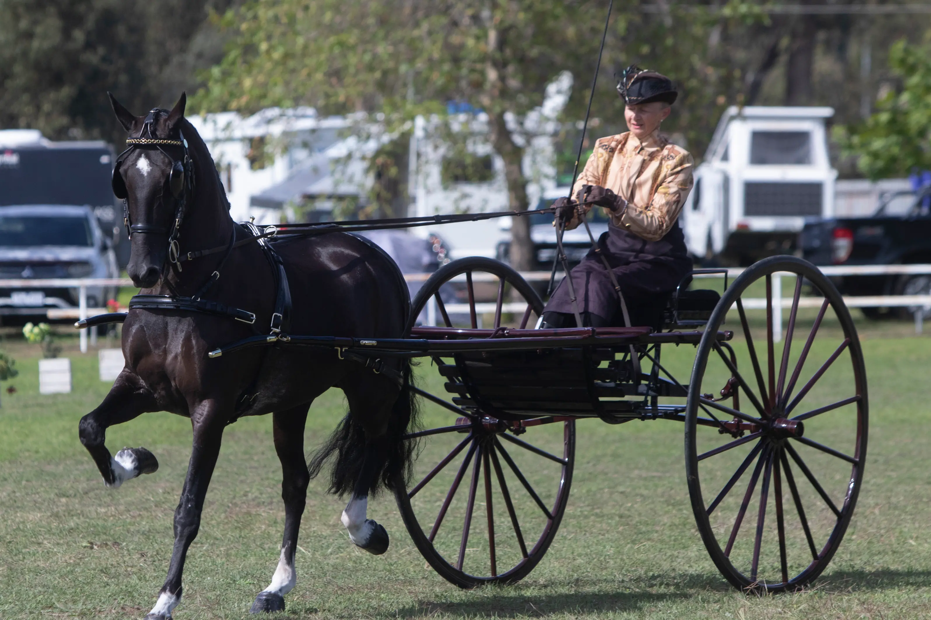 Euroa hosts state carriage championships