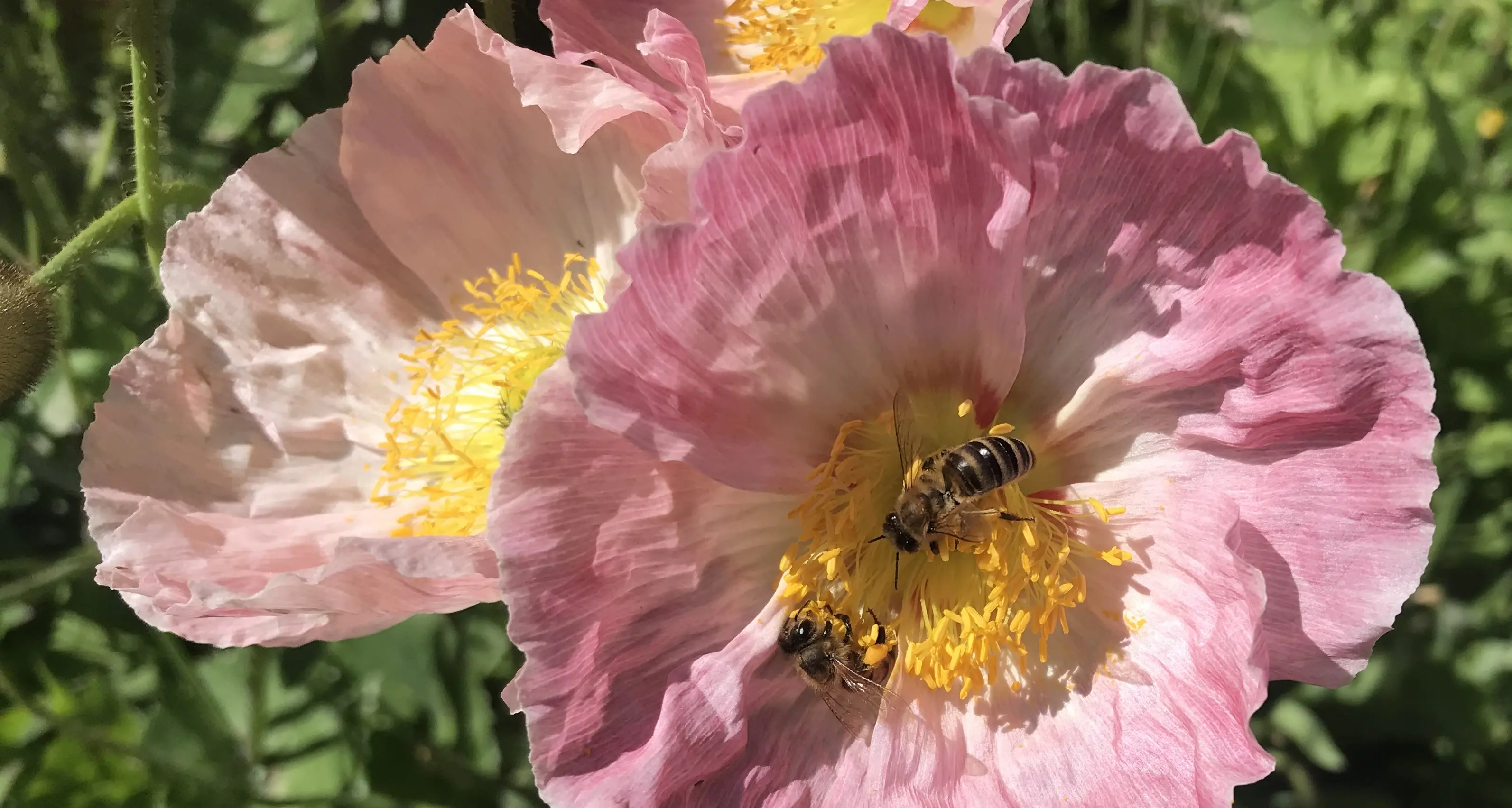 Bees' biggest killer getting worse