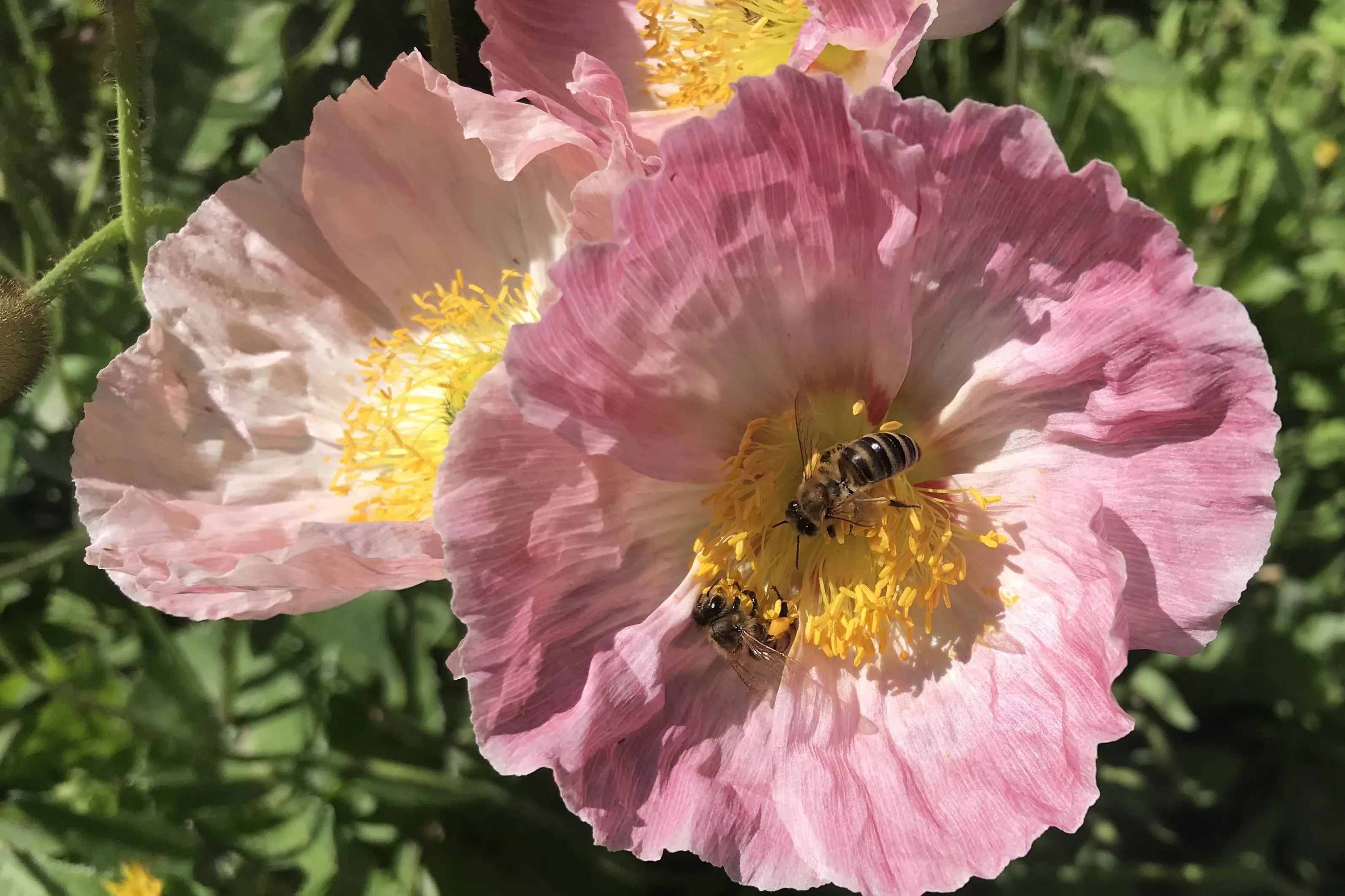 <p>IF THE JOB WASN\\'T DIFFICULT ENOUGH: Strathbogie bees, seen hard at work pollinating a poppy, already have a big enough challenge after the parasitic varroa mite arrived in the region two years ago. The bee industry is now under even greater pressure after the recent discovery of pesticide-resistant mites. PHOTO: Andy Wilson</p>\\n