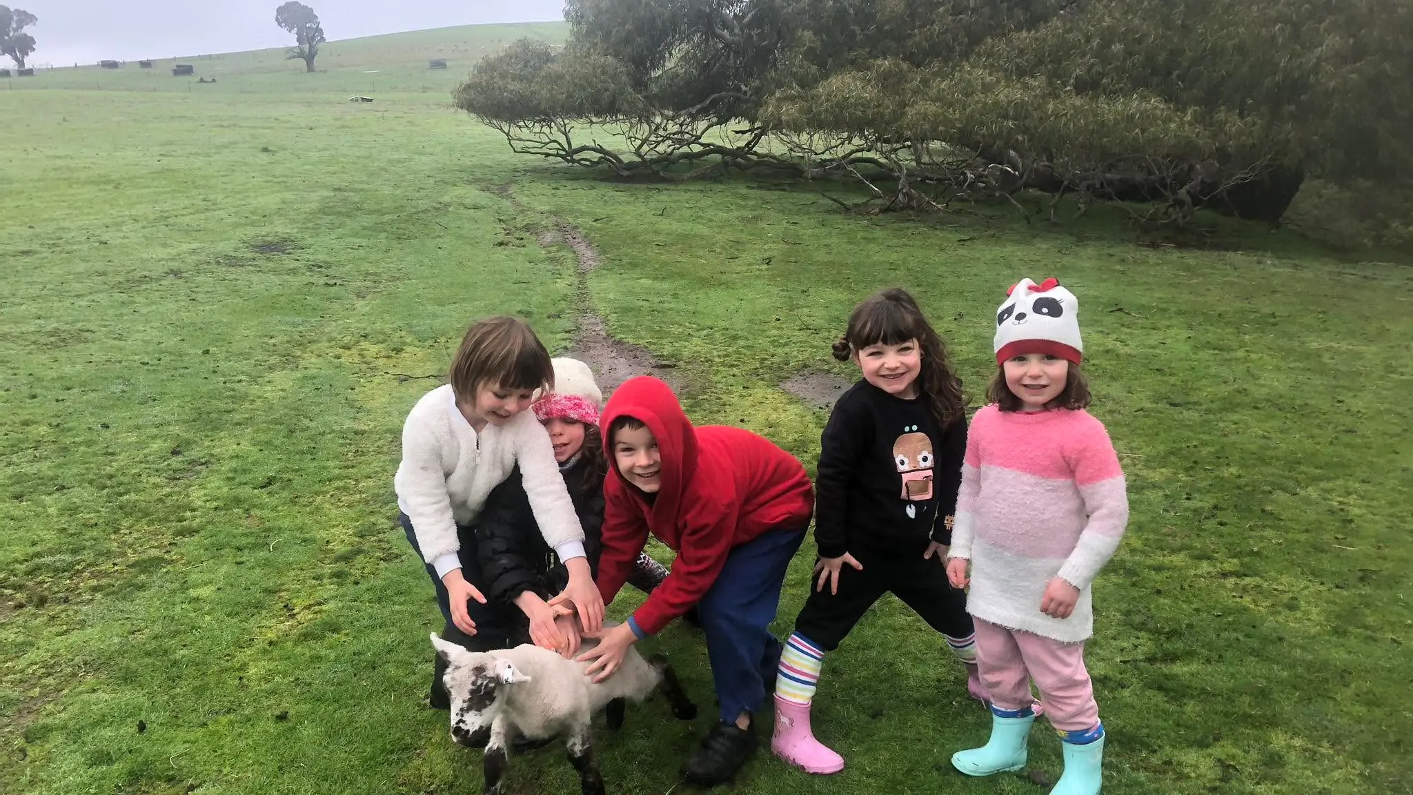 Orphaned lambs need homes
