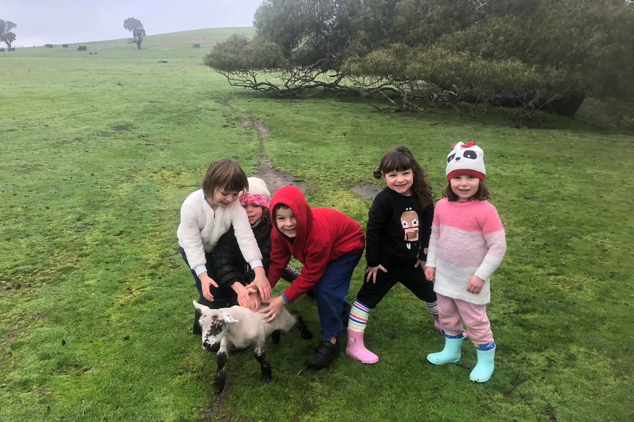 Orphaned lambs need homes
